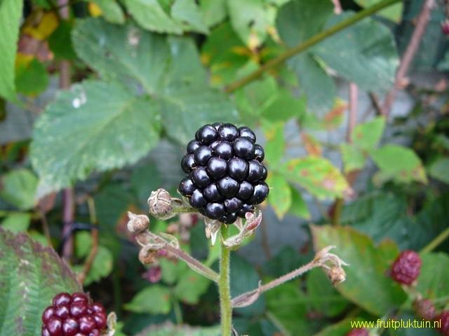 Vrucht 12/09/2009